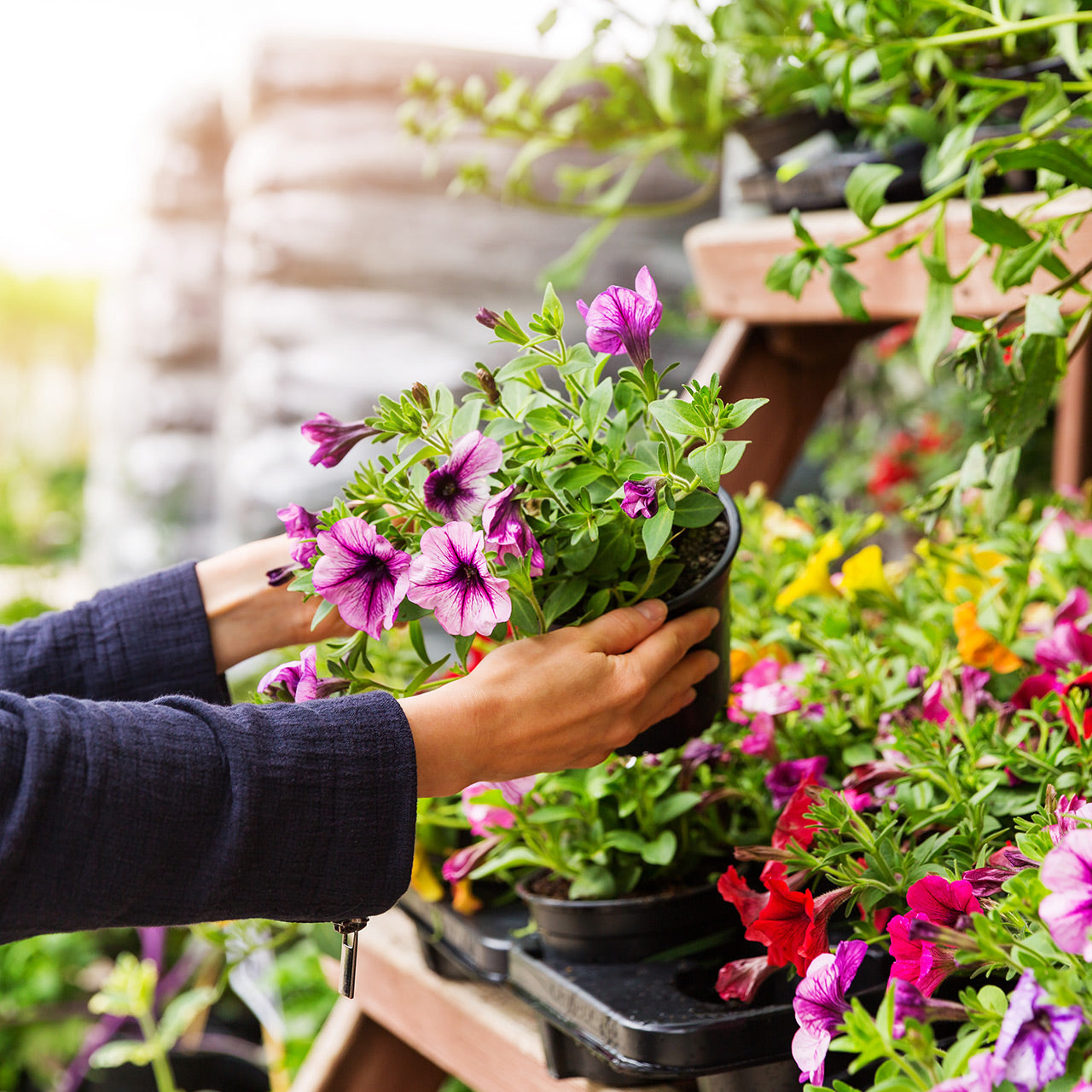 Notcutts - WordPress blog migration to Magento