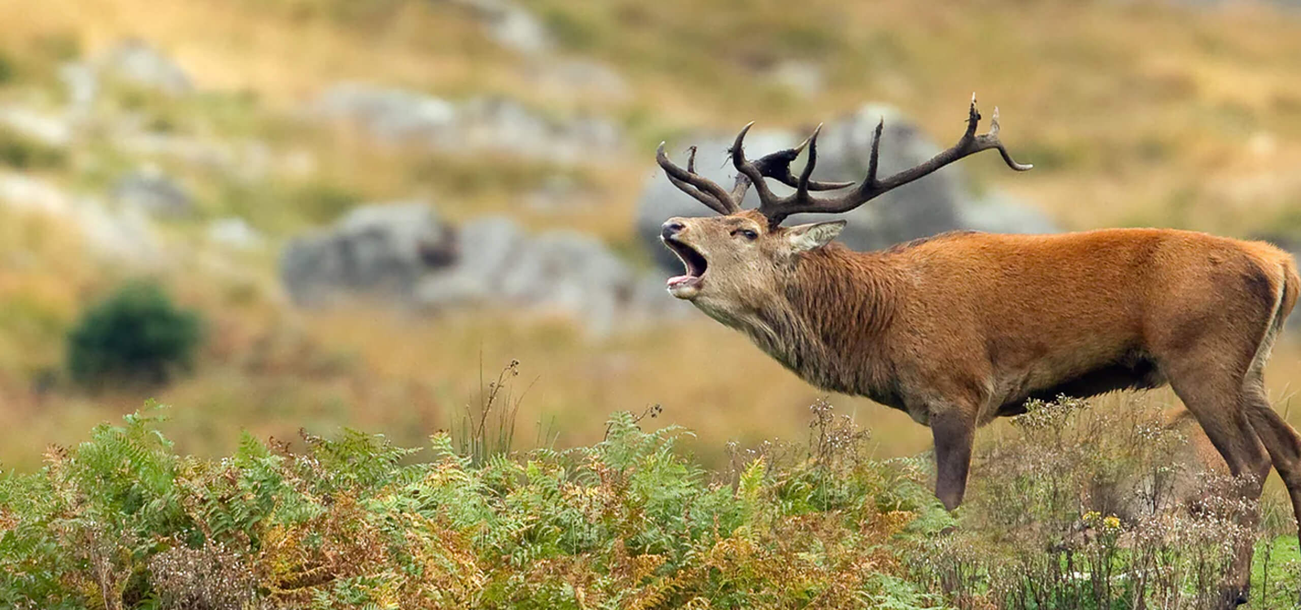 Deer with large antlers in a natural landscape
